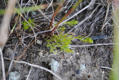 Lechea pulchella moniliformis