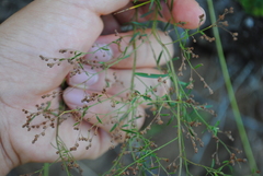 Lechea pulchella moniliformis