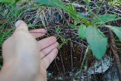 Lechea pulchella moniliformis