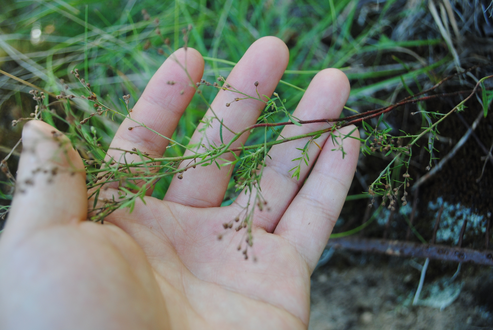 Lechea pulchella var. moniliformis