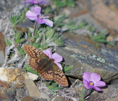 Boloria improba