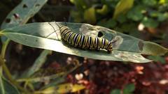 Danaus plexippus plexippus