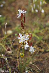 Chlorophytum graminifolium