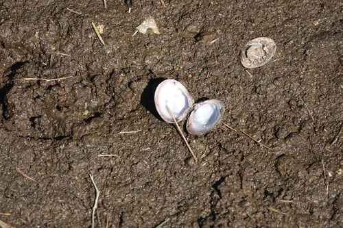 Corbicula fluminea
