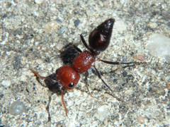 Ephutomorpha sanguineiceps