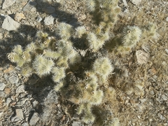Cylindropuntia multigeniculata