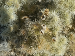 Cylindropuntia multigeniculata