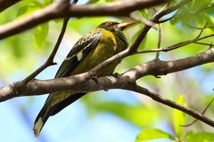 Oriolus flavocinctus