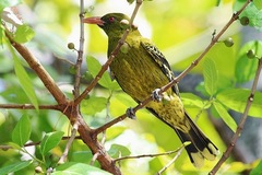 Oriolus flavocinctus