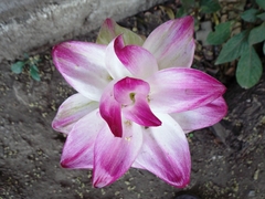 Curcuma pseudomontana