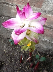 Curcuma pseudomontana