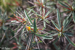 Euphorbia loricata