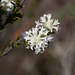Heath Riceflower - Photo (c) Kym Nicolson, some rights reserved (CC BY), uploaded by Kym Nicolson