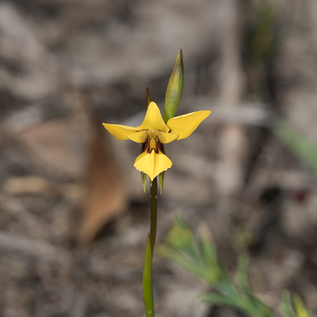Diuris brevifolia