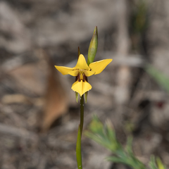 Diuris brevifolia