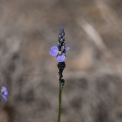 Comesperma calymega