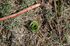 Sacoila lanceolata