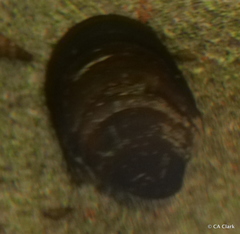Neripteron vespertinum