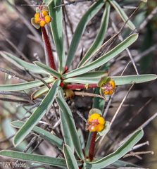 Euphorbia loricata
