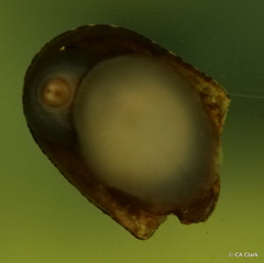 Neripteron vespertinum