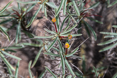 Euphorbia loricata