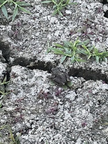 iNaturalist observation photo of Pacific chorus frog