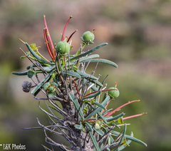 Euphorbia loricata