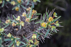 Euphorbia loricata