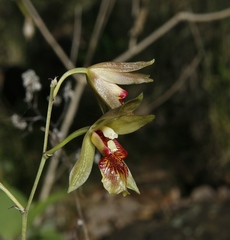 Bletia roezlii
