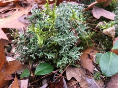 Cladonia turgida