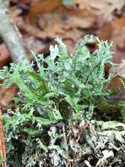 Cladonia turgida