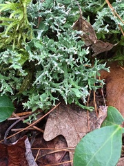 Cladonia turgida