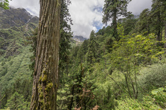Juniperus tibetica, photograph (c) Morten Ross, some rights reserved (CC BY)