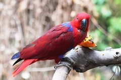 Eclectus roratus