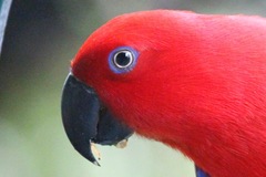 Eclectus roratus