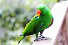 Eclectus roratus