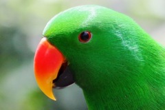 Eclectus roratus