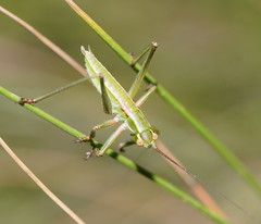 Terpandrus
