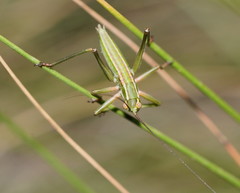 Terpandrus