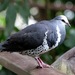 Wonga Pigeon - Photo (c) subhashc, some rights reserved (CC BY-NC)