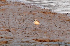 Charadrius ruficapillus