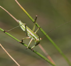 Terpandrus