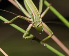 Terpandrus