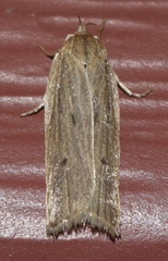 Helcystogramma