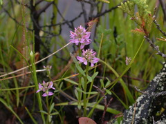 Polygala brevifolia