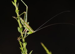 Terpandrus