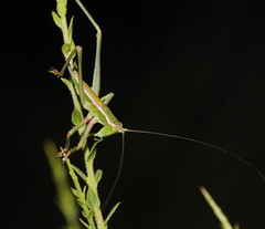Terpandrus