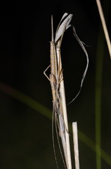 Zaprochilus australis