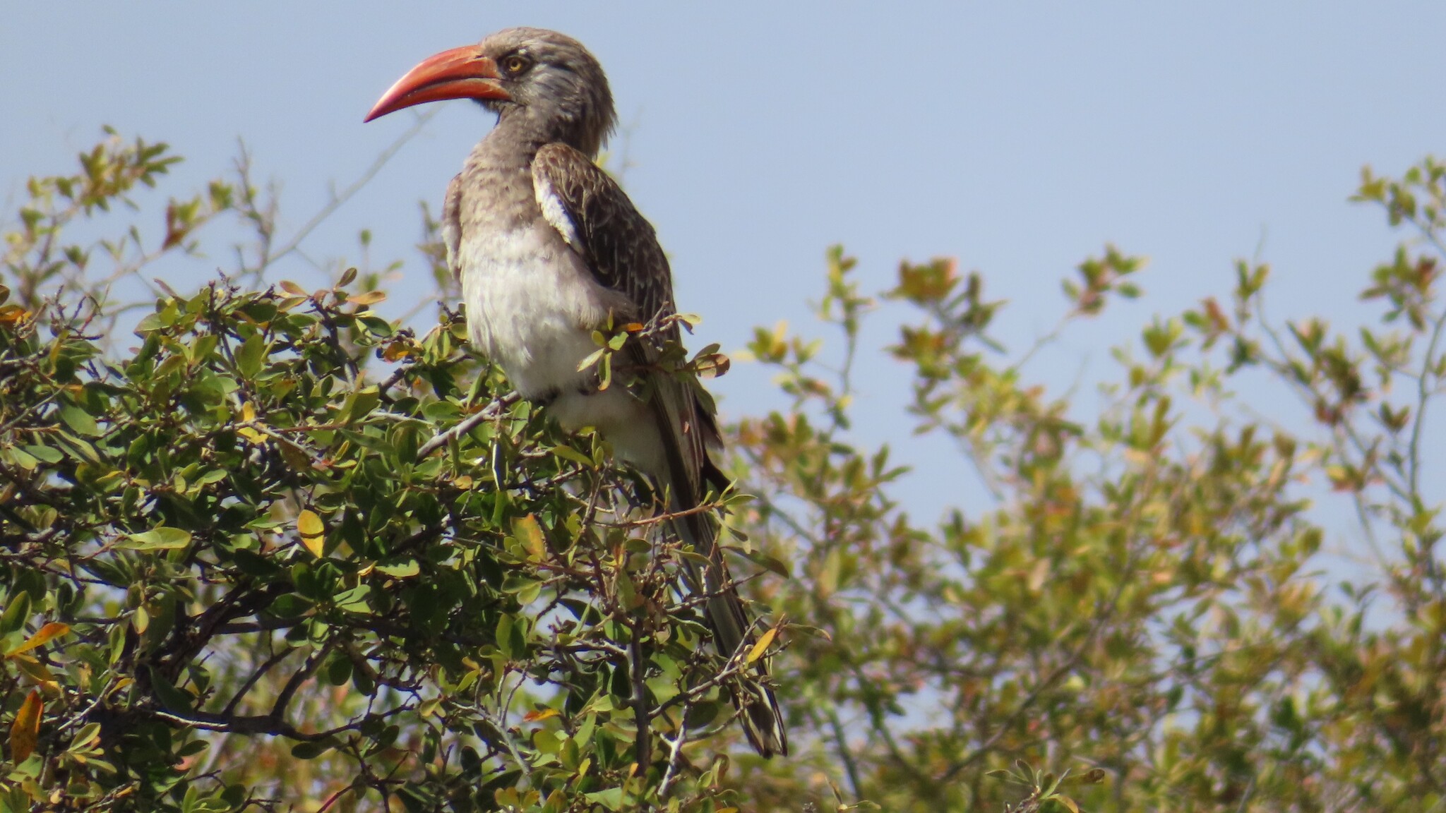 Bradfield's Hornbill (Lophoceros bradfieldi), photo 4