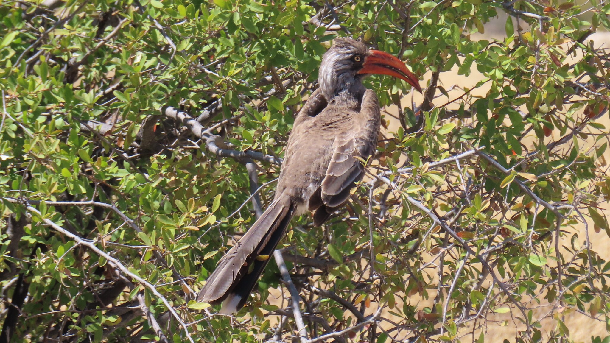 Bradfield's Hornbill (Lophoceros bradfieldi), photo 5